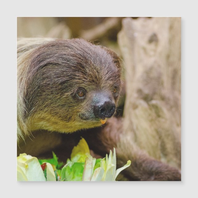 Carte Magnétique Sloth_20171108_by_JAMFoto (Devant)