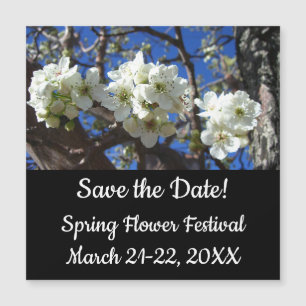 Carte Magnétique Spring Flowering Pear Tree
