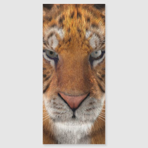 Carte Magnétique Tigre