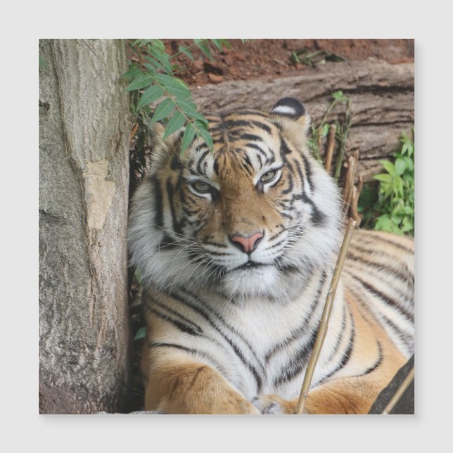 Carte Magnétique Tigre 005 (Devant)