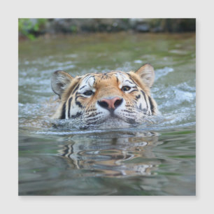 Carte Magnétique Tigre 028