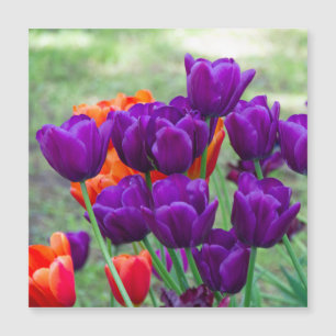 Carte Magnétique Tulipes violettes foncées