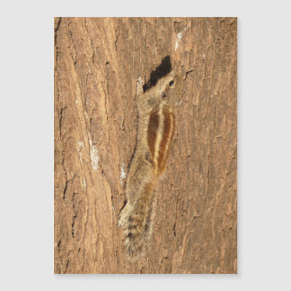 Carte Magnétique Un écureuil de palme indien sur un tronc d'arbre