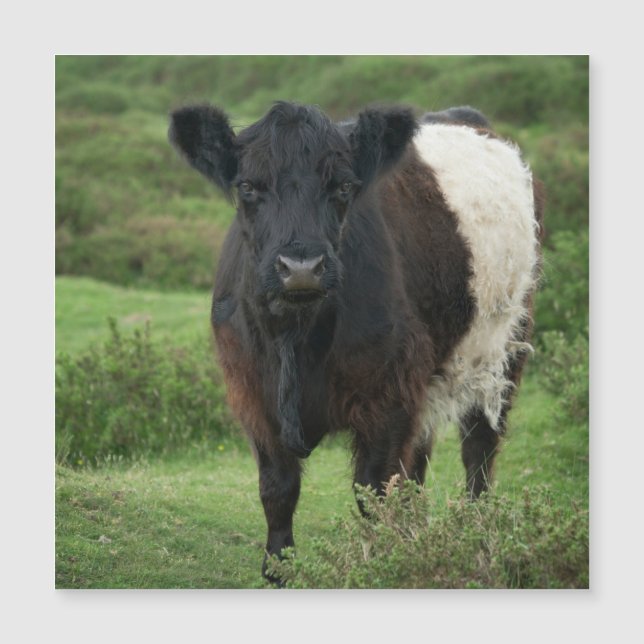 Carte Magnétique Vache galloway à ceinture (Devant)