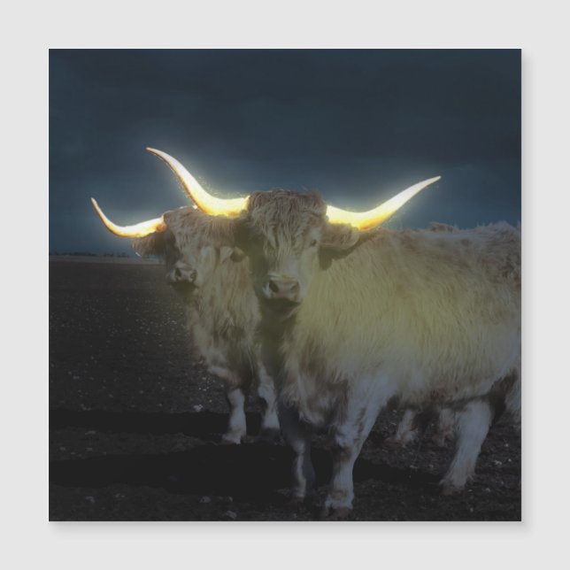 Carte Magnétique Vaches Highland Qui Jaillissent Dans L'Ombre, Cart (Devant)