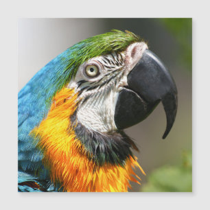 Carte Magnétique Vibrant couleur Macaw