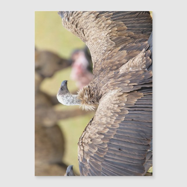 Carte Magnétique Vulture (Devant)