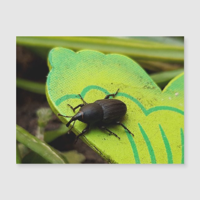 Carte Magnétique Weharm, Beetles, Curculionoidea, Bug (Devant)