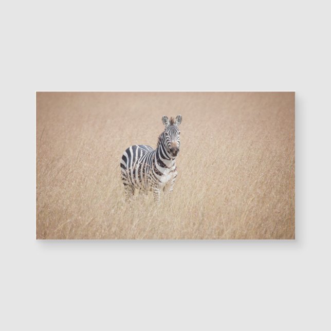 Carte Magnétique Zebra (Devant)