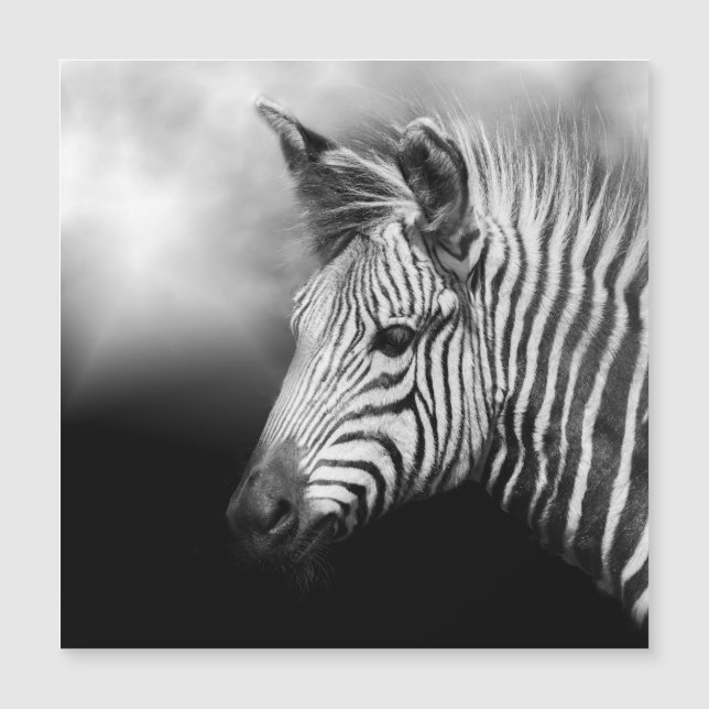 Carte Magnétique Zebra Foal (Devant)