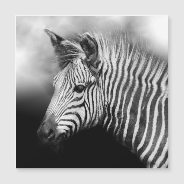 Carte Magnétique Zebra Foal (Devant)