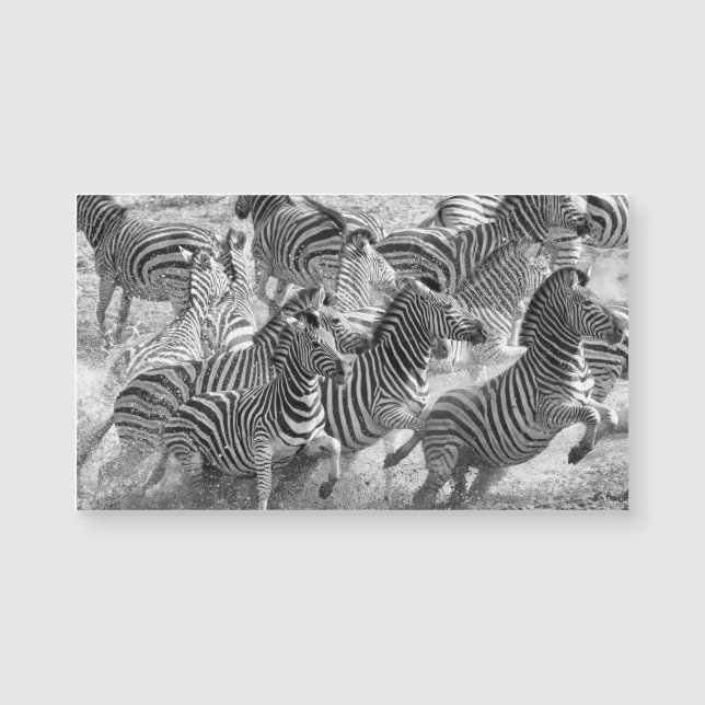 Carte Magnétique Zebras running (Devant)