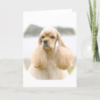 Magnifique Cocker Américain Spaniel
