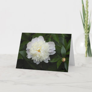 Carte Magnifique Peony Flower Photographie