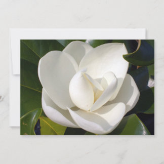 Carte Magnolia Bloom