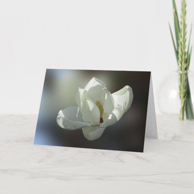 Carte Magnolia grandiflora (Devant)