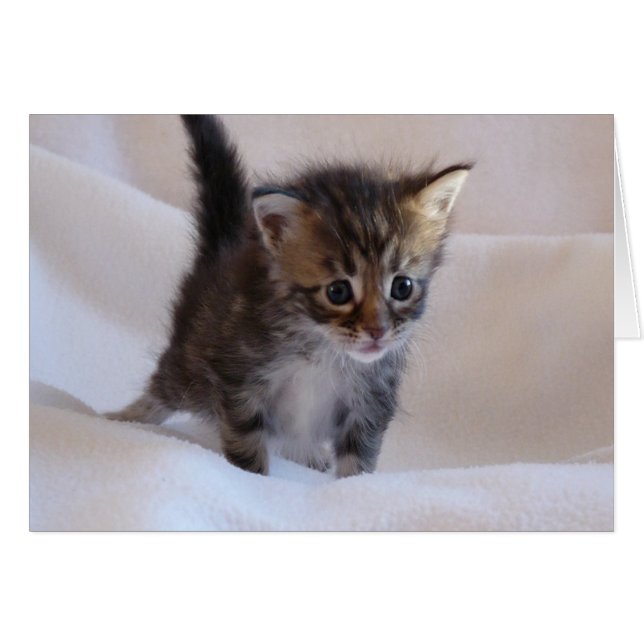 Carte Maine Coon Kitten (Devant horizontal)