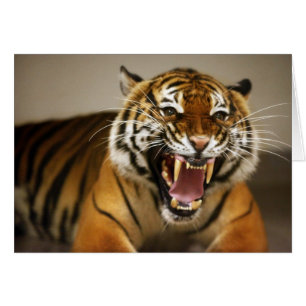 Carte malaise du tigre #2