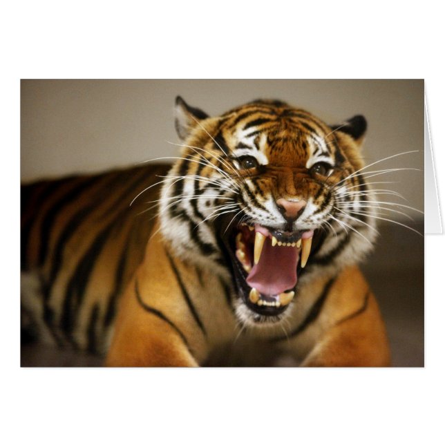 Carte Malayan Tiger #2 (Devant horizontal)