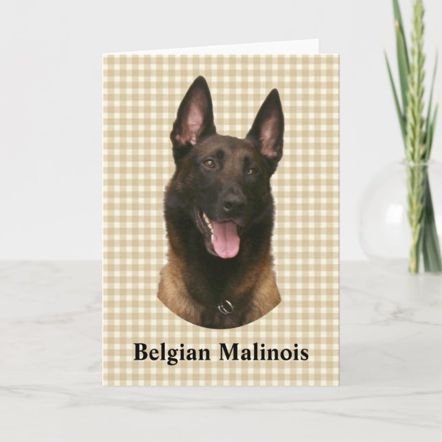 Carte malinois belge (Devant)