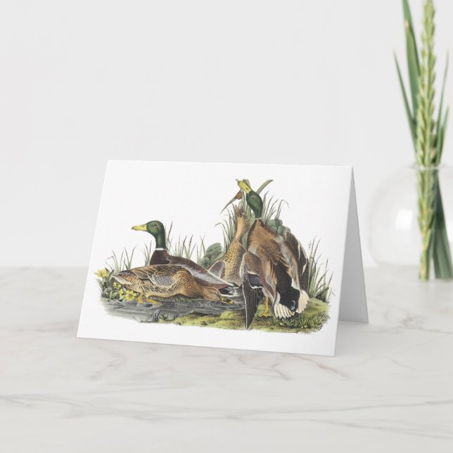 Carte Mallard, John Audubon (Devant)
