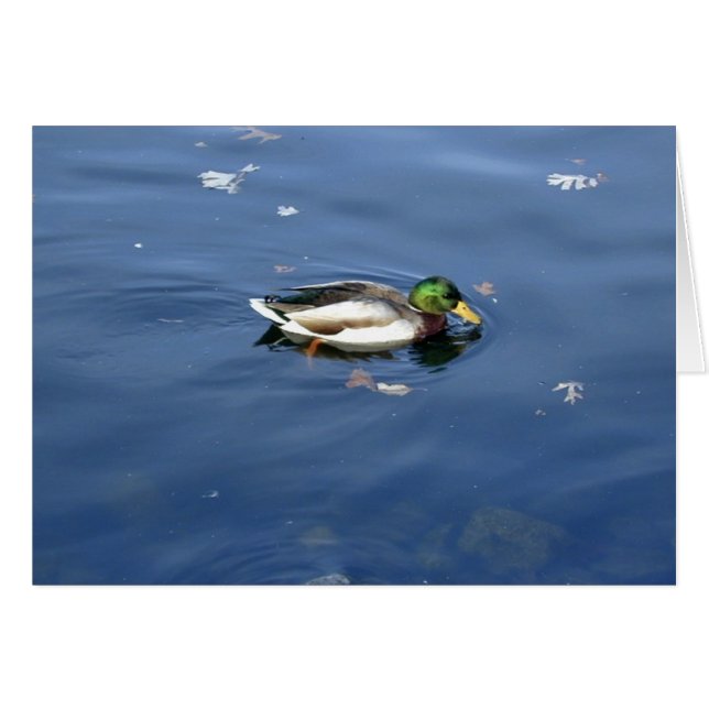 Carte Mallard Shimmer (Devant horizontal)