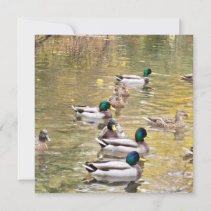 Carte Mallards sur l'étang
