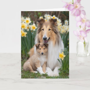 Carte Maman Rough Collie Fête des Mères Amour