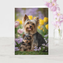 Maman Yorkie Fête des Mères Amour