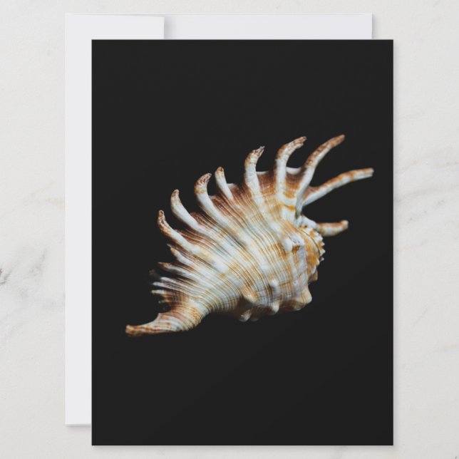 Carte Mambeda Lambis Shell Spider (Devant)