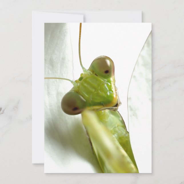 Carte Mantids (Devant)