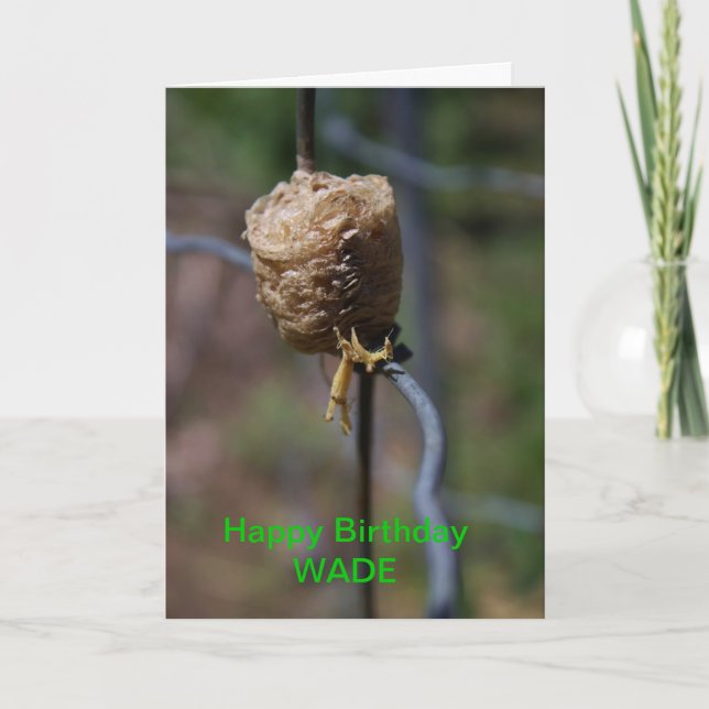 Carte Mantis Nest Closeup Birthday Card (Devant)