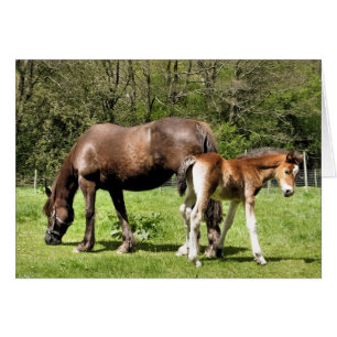CARTE MARE ET FOAL