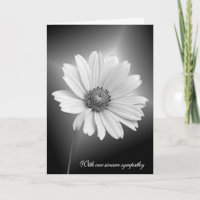 Marguerite blanche de sympathie avec des faisceaux