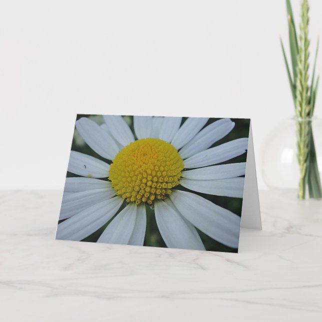 Carte Marguerite blanche, saluant la carte, en blanc (Devant)