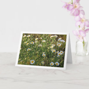 Carte Marguerite commune en herbe