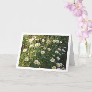 Carte Marguerite commune en herbe