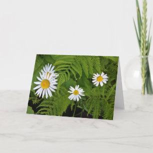 Carte Marguerites et fougères, enveloppe incluse