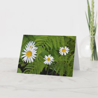 Carte Marguerites et fougères, enveloppe incluse