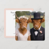 Mariage Vaches Highland Écossaises