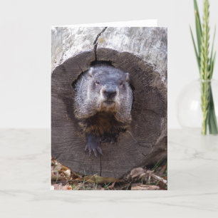 Carte Marmotte