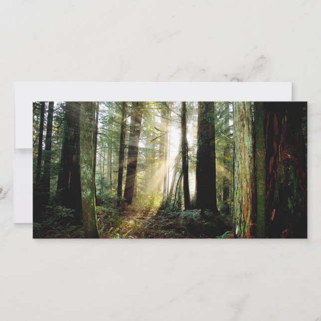 Carte Matin de Redwood (Devant)