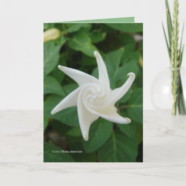Carte Matin du Moonflower (Devant)