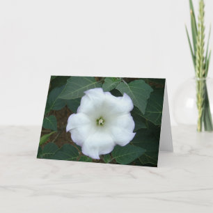 Carte Mauvaise herbe de gypse