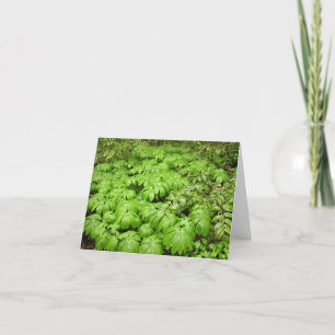 Carte Mayapple (Podophyllum peltatum)