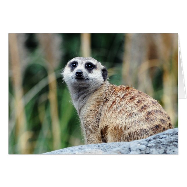 Carte Meercat (Devant horizontal)
