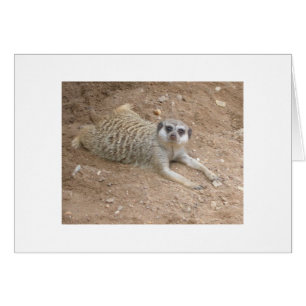Carte Meerkat