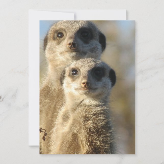 Carte Meerkat (Devant)