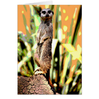 Carte Meerkat