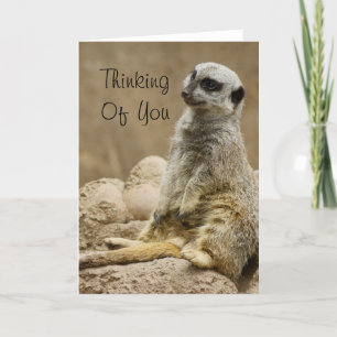 Carte Meerkat